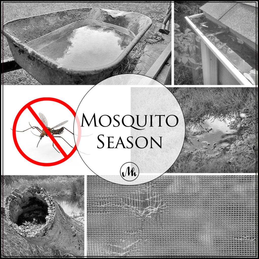 Mosquito Season