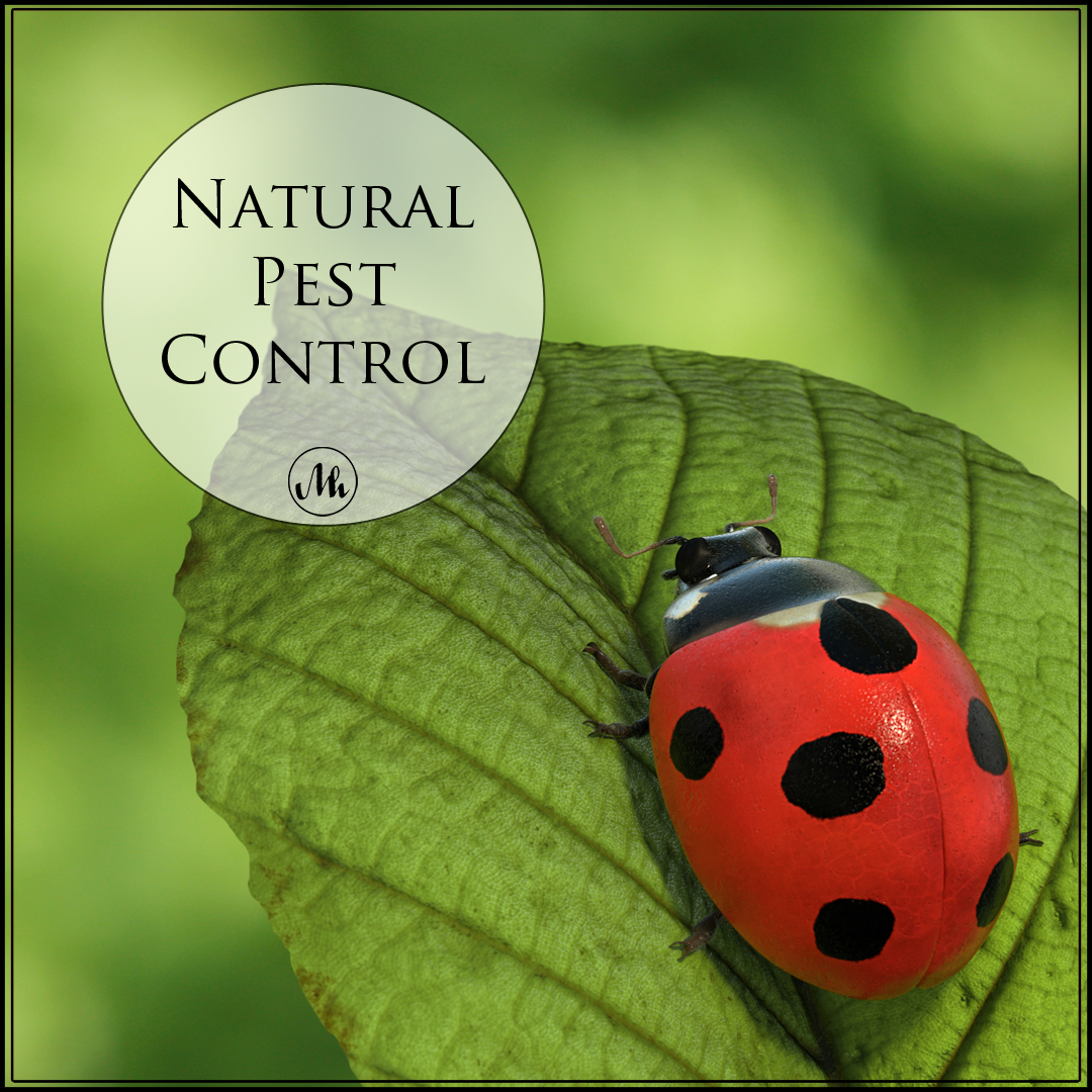 Ladybugs: Natural Pest Control - Mindy Hibbard Real Estate Team